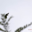 146 LOANGO Riviere Rembo Ngove Oiseau Palmiste Africain Gypohierax angolensis avec Poisson dans son Bec 12E5K2IMG_78897wtmk.jpg